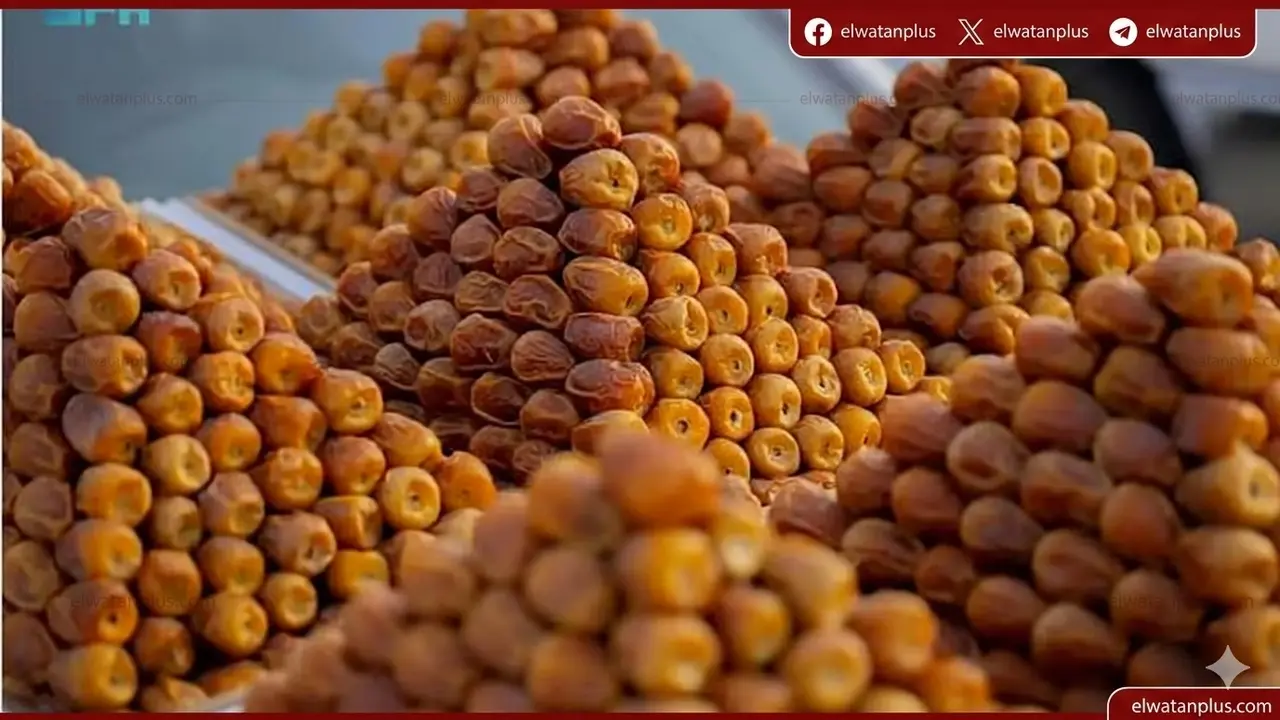 قفزة في صادرات التمور السعودية إلى هولندا بنسبة 47% لتعزيز الحضور العالمي